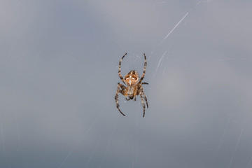 Braune Spinne im Netz
