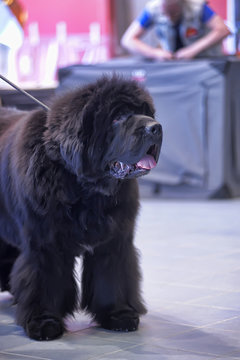 black newfoundland on a leash