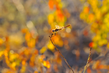 Macro shots, showing of eyes dragonfly and wings detail. Beautiful dragonfly in the nature habitat.