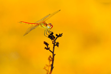 Macro shots, showing of eyes dragonfly and wings detail. Beautiful dragonfly in the nature habitat.