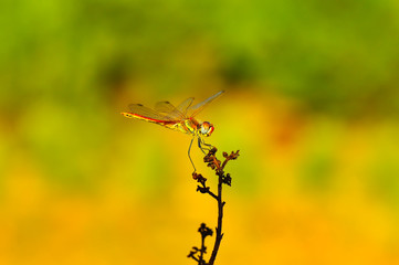 Macro shots, showing of eyes dragonfly and wings detail. Beautiful dragonfly in the nature habitat.
