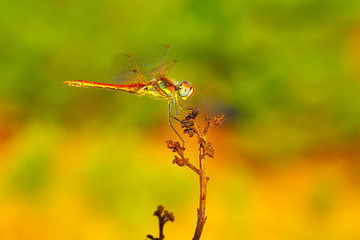 Macro shots, showing of eyes dragonfly and wings detail. Beautiful dragonfly in the nature habitat.
