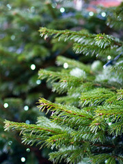 Christmas tree lights - beautiful bokeh effect