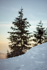 snow covered pine tree