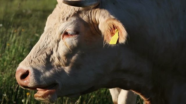 Close up of  white Charolais cows head. 
