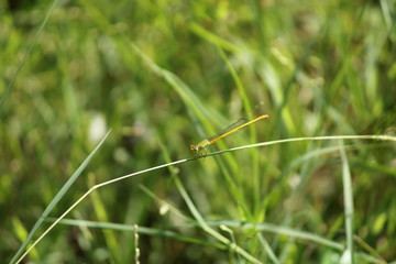 green damsel fly on a  green grass