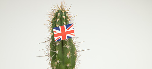 Cactus with sticker of the British flag, concept of exit from the European Union