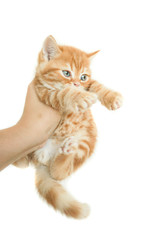 Hand of the owner trying to hold tiny cute orange colour Scottish kitten (ginger cat) looks scared of something at the new adopt home with isolated background.
