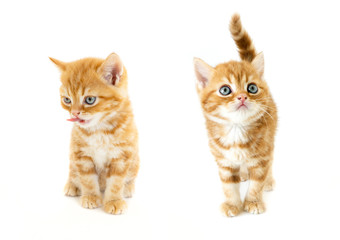 Set of tiny cute orange colour of Scottish kitten (ginger cat) on isolated background looking at the owner.