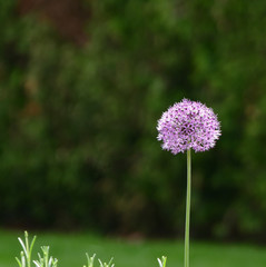 Purple flower on a meadow