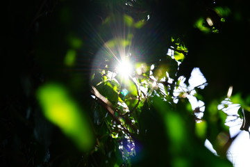 Filtering warm light from the ivy
