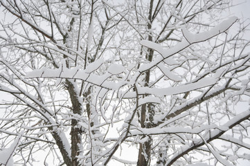 Branches of tree in winter
