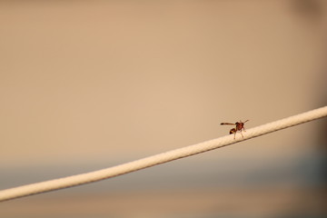 red wasp sitting on awire