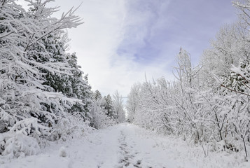 Winter landscape with trees in a trail