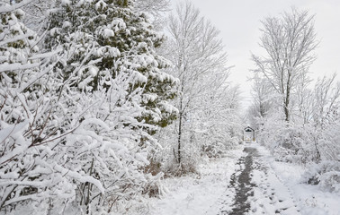 Snow covered trees winter landscape