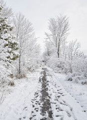 Snowy road in winter forest