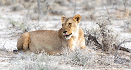 Fototapeta na wymiar Beautiful lioness lying in the bush