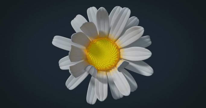 Chamomile flower opens in closeup with alpha channel, 3D animation
