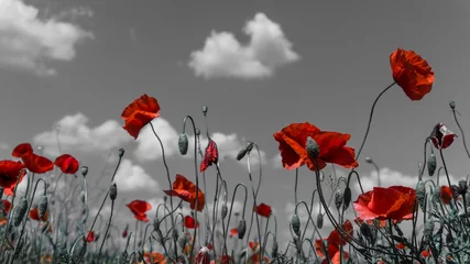 Peel and stick wall murals Poppy Desaturated Poppy flower filed, papaver rhoeas poppy in daylight  M