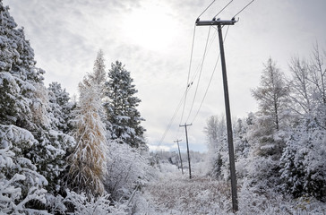 Electricity poles and wires in winter