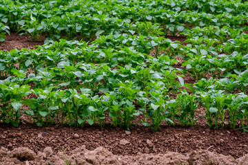 Rows of organic small potato plants with fresh green leaves in a cloudy day, in a vegetables garden