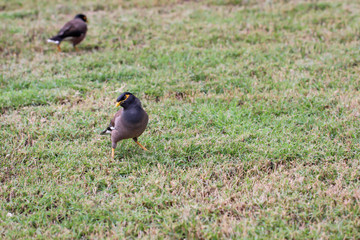 Obraz premium Portrait einer Hirtenmania. Diese Vögel gehören zu den Raben.
