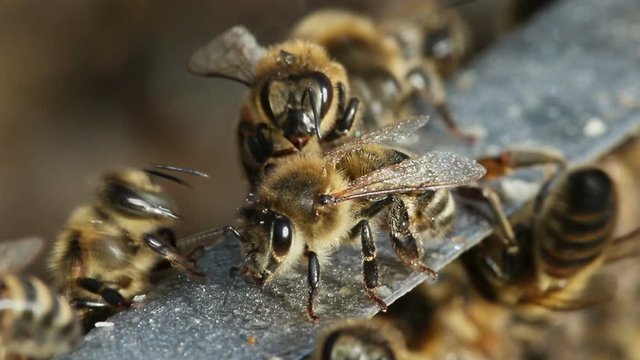 Close up view of bees.