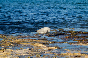 eine Möwe an einem steinigen Strandabschnitt