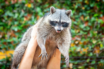 Adorable raccoon portrait close up furry pet