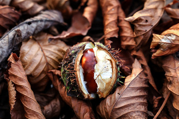 eine aufgeplatzte Kastaninie liegt im Herbst auf dem Waldboden