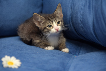 little brown with white kitten on a blue background with camomile