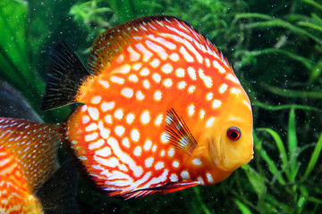Diskusfische im Aquarium, Diskusfische kommen aus dem Amazonas.