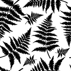seamless pattern in monochrome colors with fern leaves © Halyna