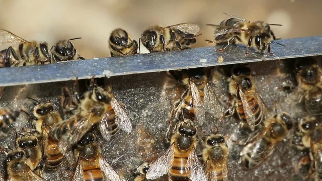 Very close up view of bees.