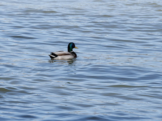 Obraz premium Duck