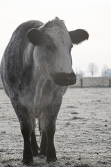 Mutterkuh steht im Winter auf einer Weide mit Raureif