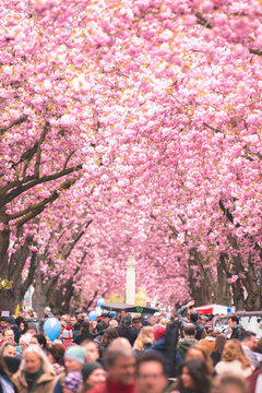 Blossoming Japanese Cherry Trees In Bonn, Germany