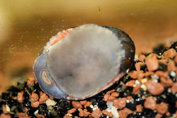 Nahaufnahme einer Antrazit Napfschnecke im Aquarium