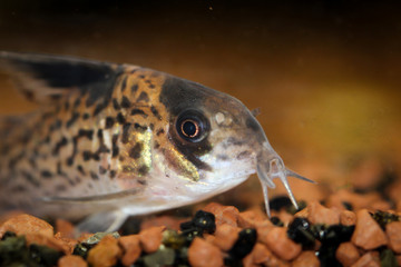 Ansicht eines Panzerwels im Aquarium