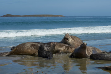 Breeding group of Southern Elephant Seal (Mirounga leonina) with recently born pups lying on a beach on Sea Lion Island in the Falkland Islands.