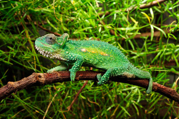 Natal Midlands dwarf chameleon / Südafrikanisches Zwergchamäleon (Bradypodion thamnobates) © bennytrapp