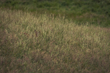 Deer in a grass field carefully walking