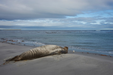 Male Southern Elephant Seal (Mirounga leonina) on the coast of Sea Lion Island in the Falkland Islands.