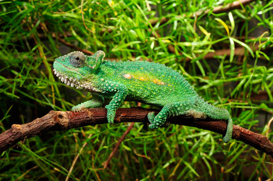 Natal Midlands dwarf chameleon / S&uuml;dafrikanisches Zwergcham&auml;leon (Bradypodion thamnobates)