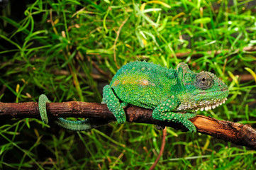 Natal Midlands dwarf chameleon / Südafrikanisches Zwergchamäleon (Bradypodion thamnobates) © bennytrapp