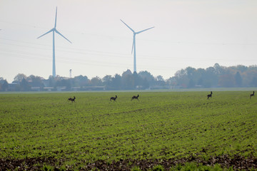 ein Feld im Herbst welches schon wieder ergrünt, mit einer Rotte Rehe.
