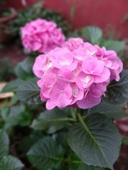 pink flowers in the garden
