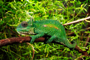Natal Midlands dwarf chameleon / Südafrikanisches Zwergchamäleon (Bradypodion thamnobates) © bennytrapp