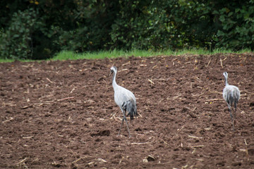 Graniche oder Reiher welche auf einem Feld nach Mäusen und anderer Nahrung suchen