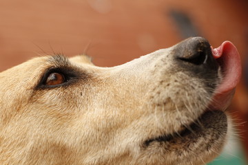 Cachorro mostrando a língua